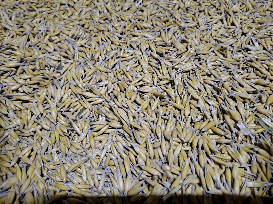 Owies jary Bingo zbiór 2025