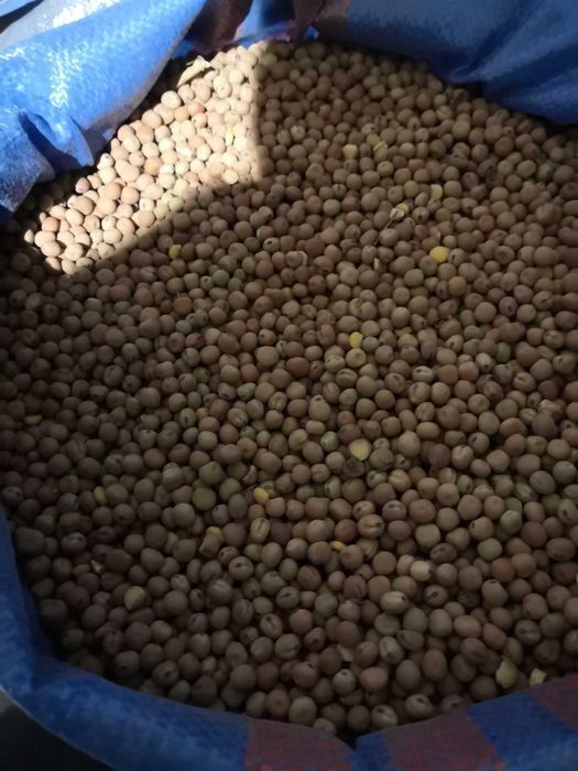 Facelia, saladera, rzodkiew oleista, groch, peluszka