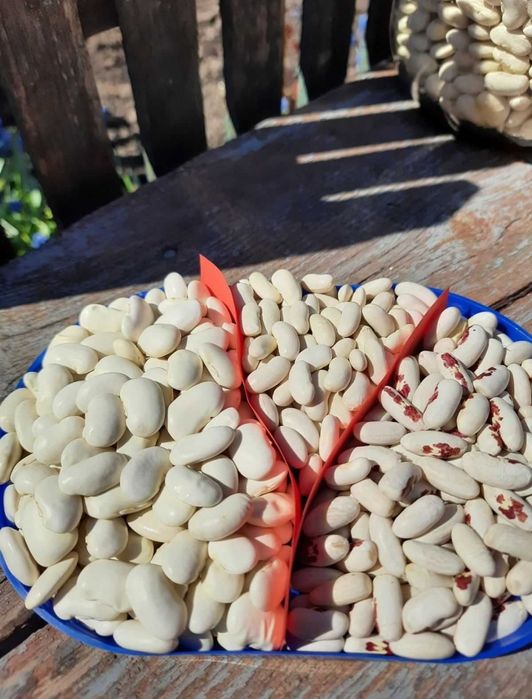 Продам насіння квасолі - кущова .