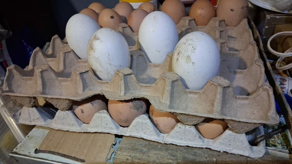 Яйце iнкубацiйне гуски сiроi