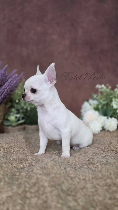 Chihuahua ZKwP FCI Szczeniak Piesek