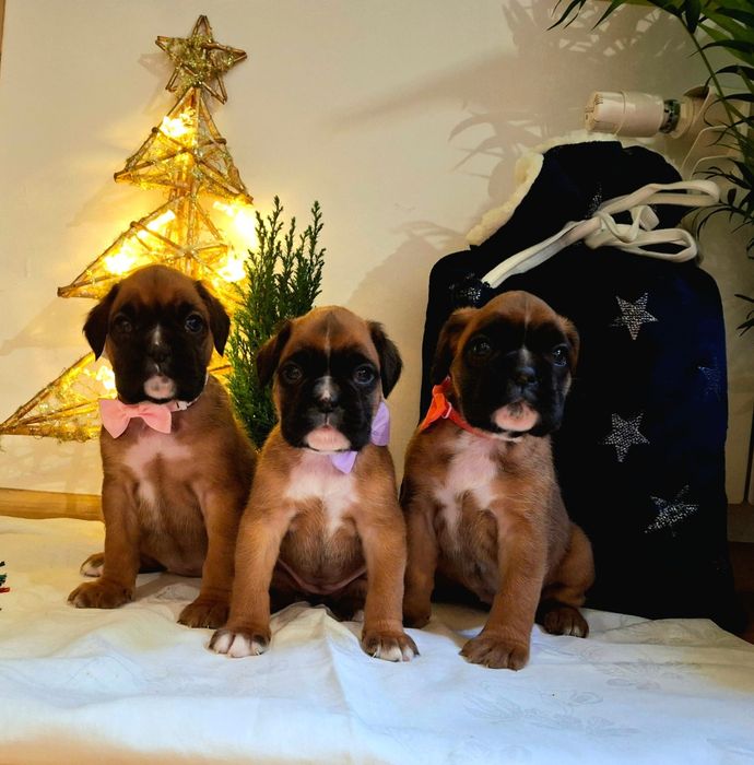 Piękny boksio / ojciec FCI