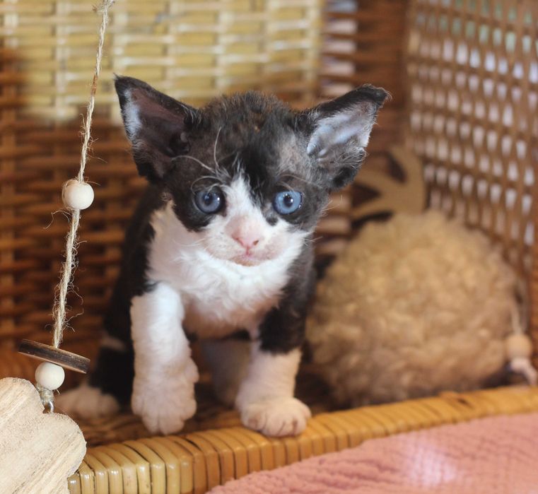 Wera - Devon Rex po Championie