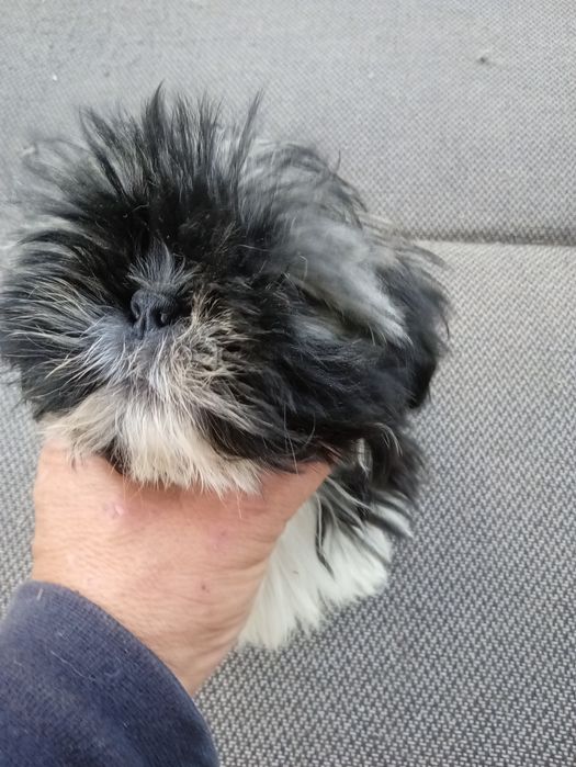 Shih tzu śliczny szczeniak