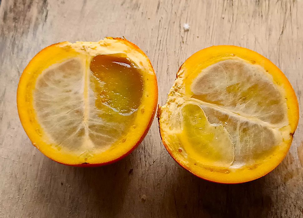 Lulo - Solanum quitoense