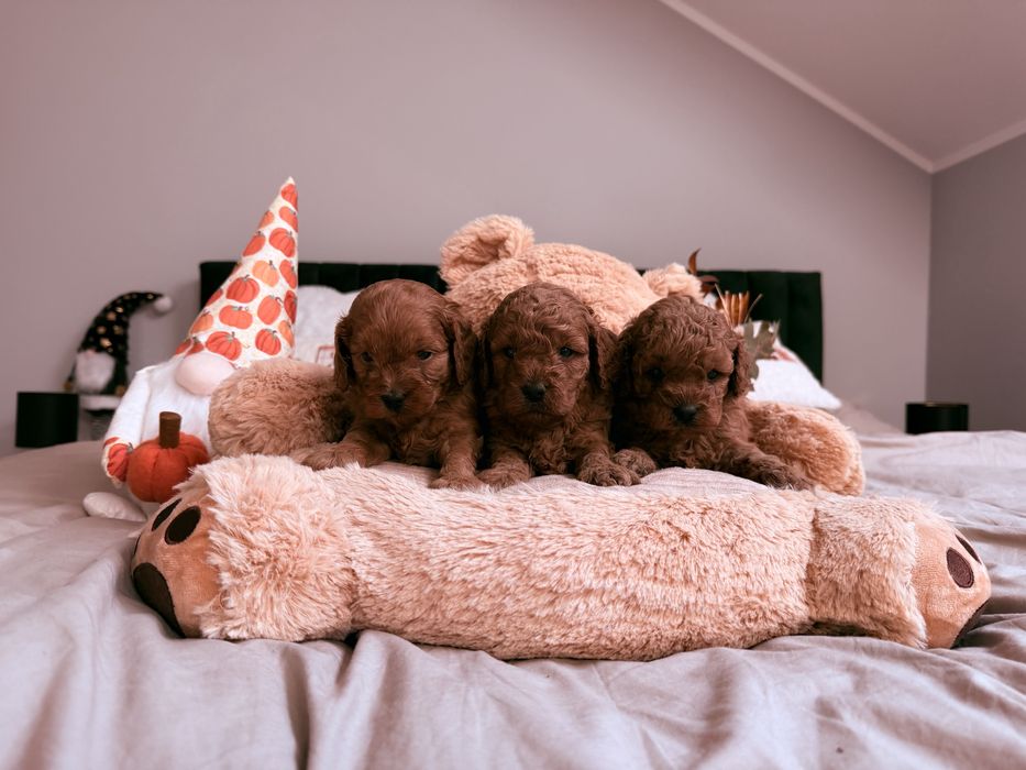 Cavapoo f1b chlopak
