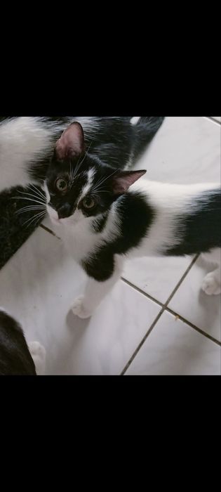 Oddam kocią rodzinę