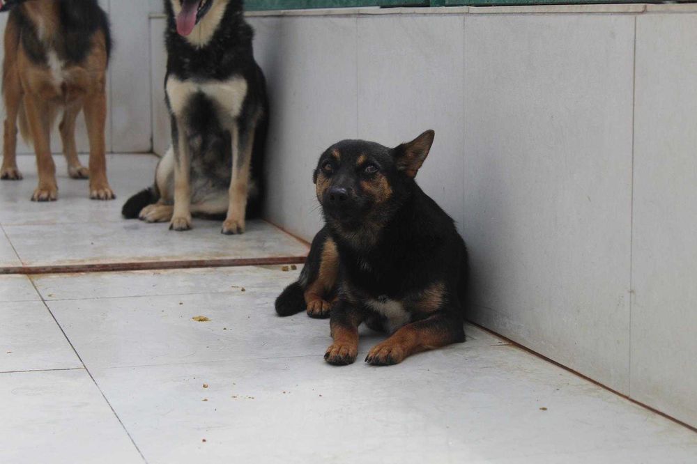 722990 Soho do adopcji