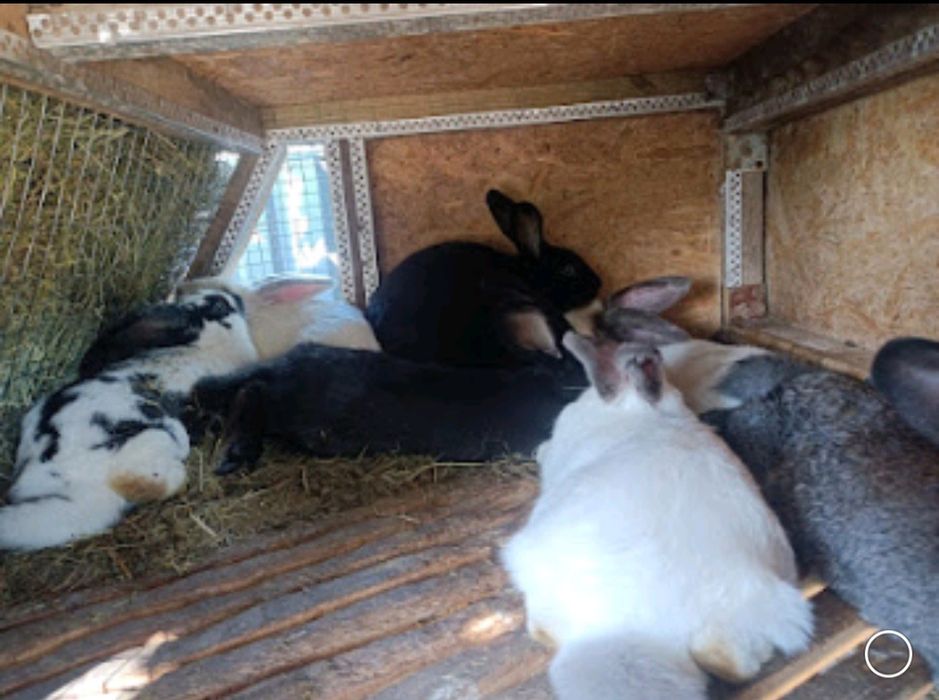 СРОЧНО.Продам кроликов 7 месяцев