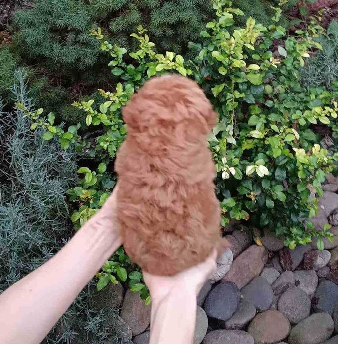 VIP малышка ПомаПу в ярком красном с белом окрасе. Киев, Теремки