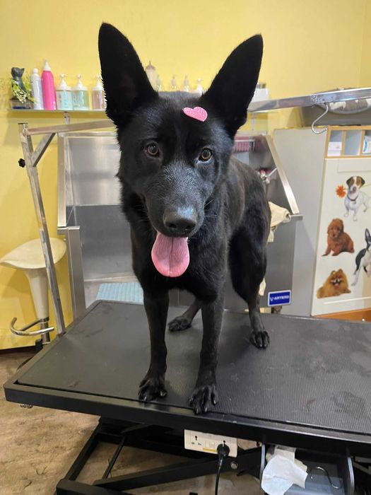 Cadela pastora alemã preta