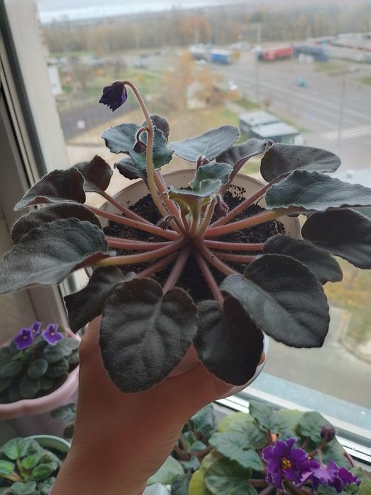 Продам сортову фіалку Нд Матрица