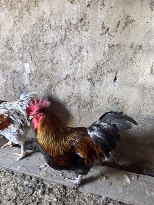 Galos de diferentes raças