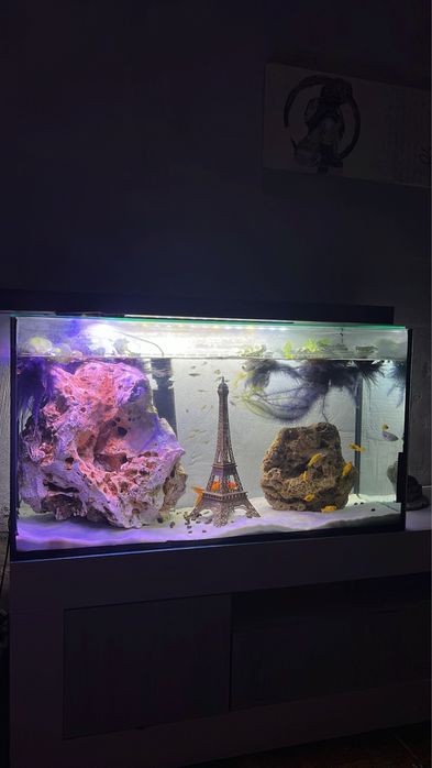 Aquario completo!!295€