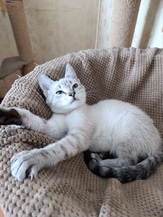 Отдам котёнка-мальчика