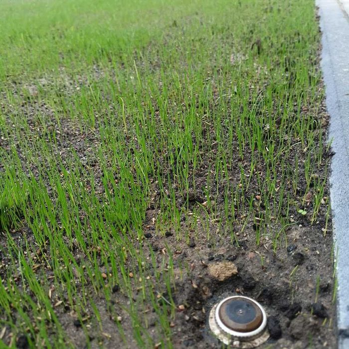 ogrodnik - zakładanie i pielęgnacja ogrodów