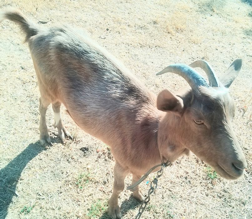 Молодая  коза ищет хозяина.