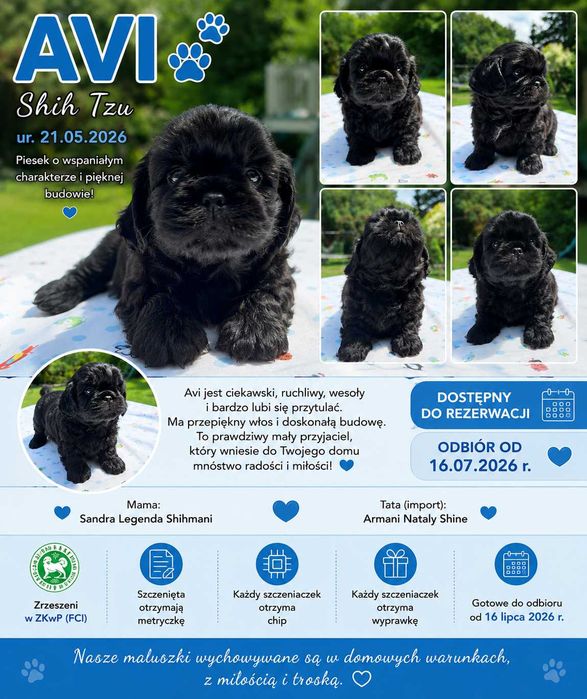 Shih-tzu piesek ZKwP FCI