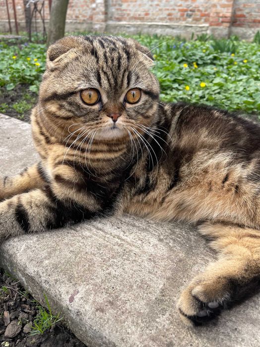 В'язка кота Скотіш-фолд Scottish Fold шотландський висловухий