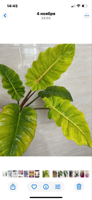 Филодендроны Пинатифидум голд, Антуриум