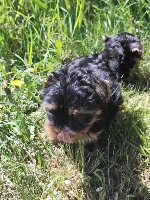 York shire terrier pieski