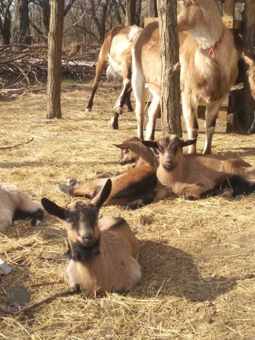 Альпійське козяче молоко