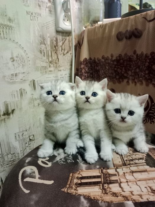 Продам шотландских котят.