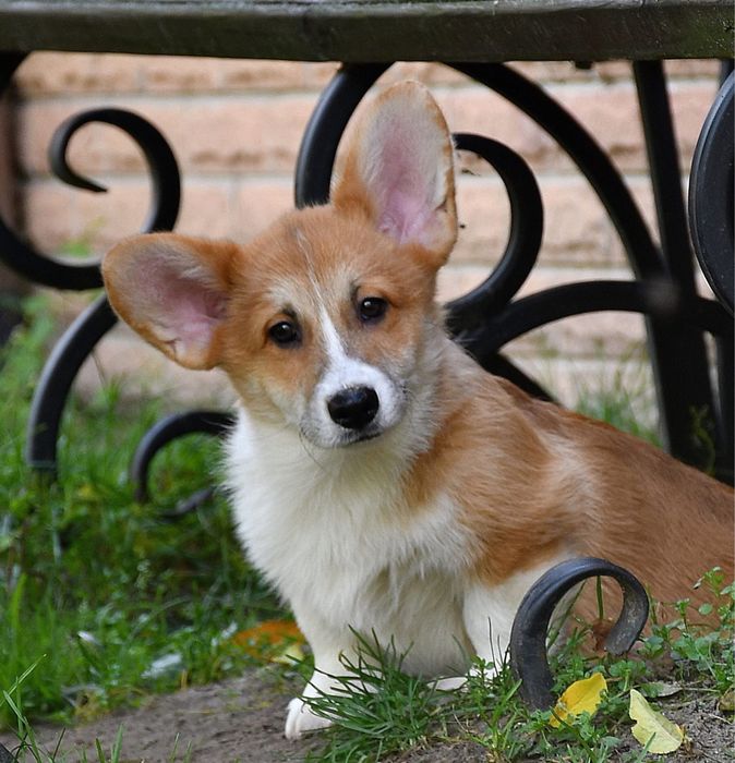 Хлопчик вельш коргі пемброк