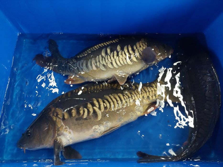 Karp, pstrąg, jesiotr, sum, amur, tołpyga,