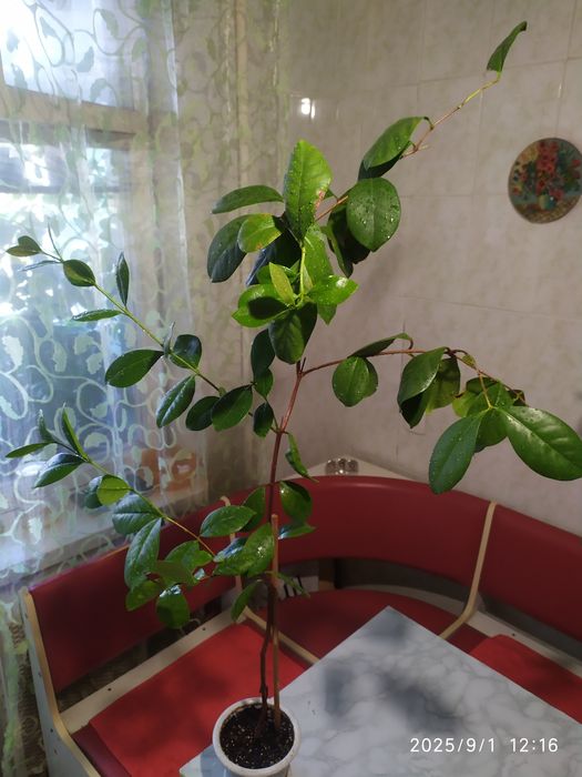 Гуава Кеттли (лимонная) Псидиум прибрежный