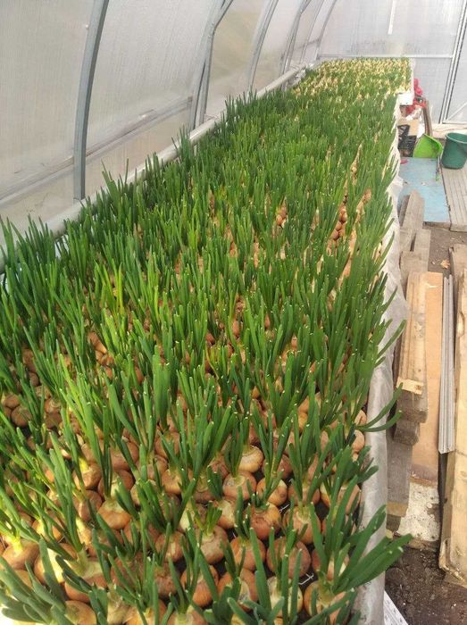 Продам отапливаемую теплицу готовый бизнес по выращиванию зелени .