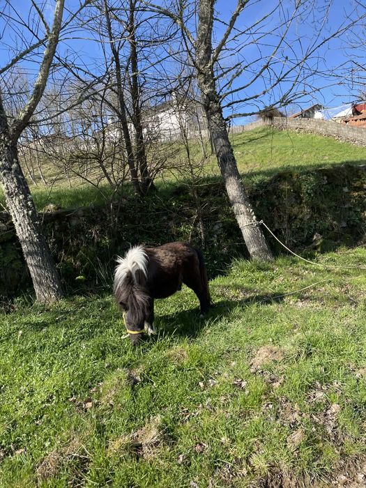 Tenho este pônei para cobrições