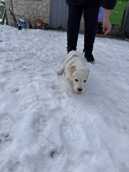Цуценята шукають дім (від 22.10) - дівчинка