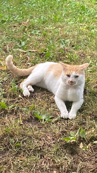 Kotek Shilan czeka na kochającego człowieka!