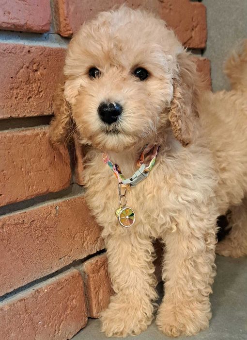 Cockapoo f1b  piękna dziewczynka gotowa  na zmian3 domu
