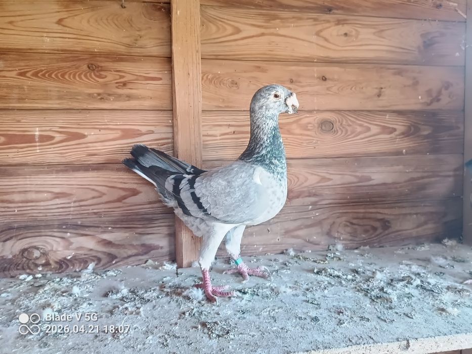 Niemieckie wystawowe , Bagdeta