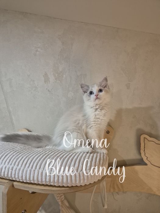 Kotka Ragdoll Omena Blue Candy Pl FPL Warszawa