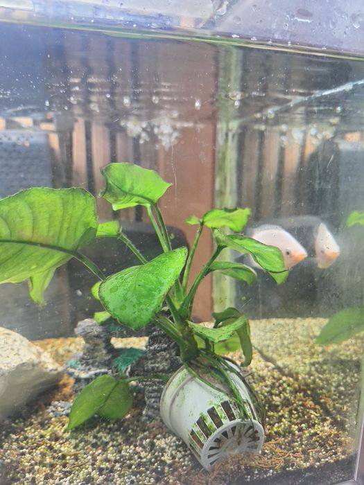 Vendo aquário com peixes e acessórios