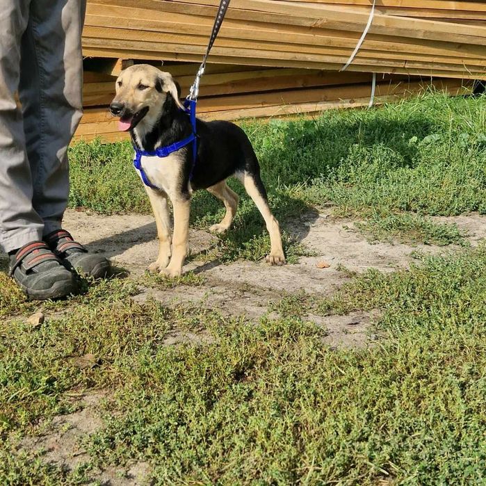 Młody pies bardzo pilnie szuka domu.