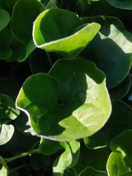 Dichondra zielona 20nasion