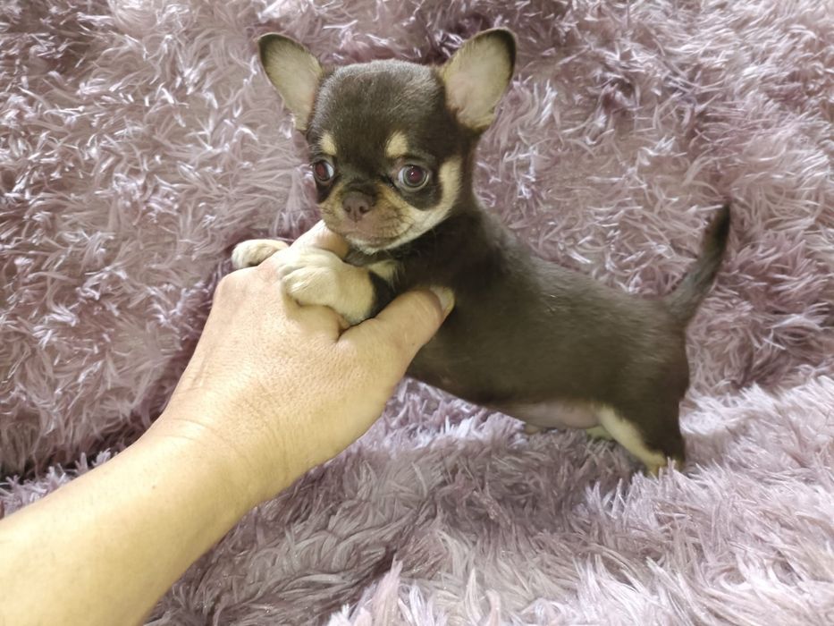 Machinho chihuahua mini chocolate tan
