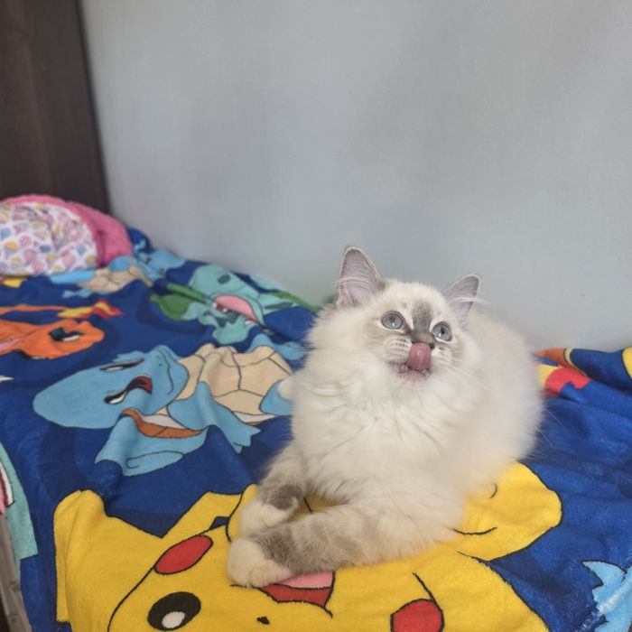 Śliczny kocurek Ragdoll