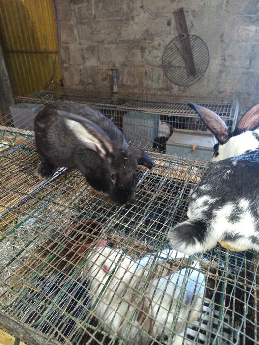 Coelhos Cruzados de borboleta