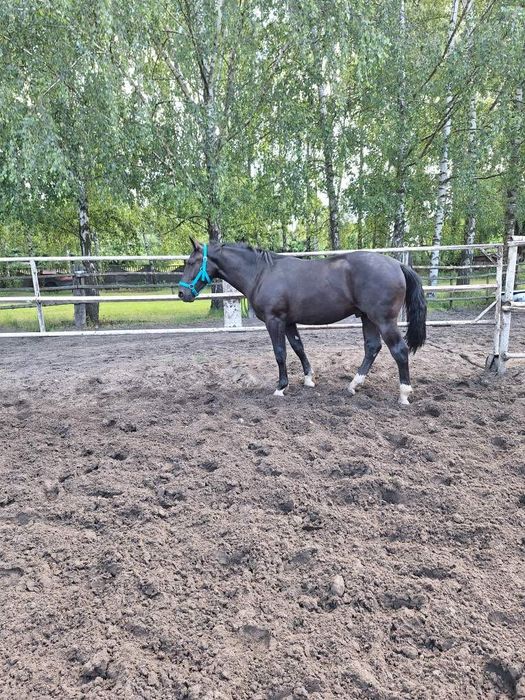 Sprzedam ogiera śląskiego