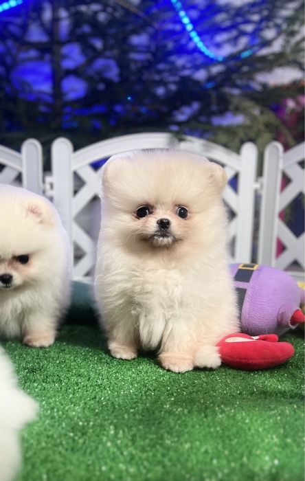 Неймовірні малюки померанці