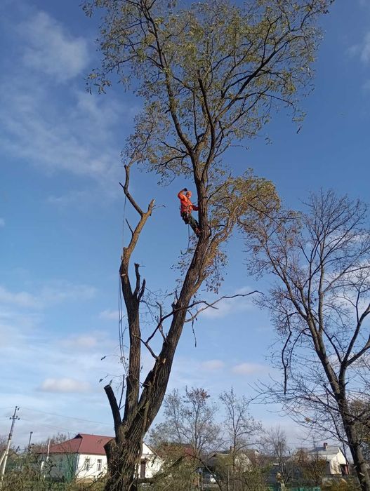 Спил дерев,спилить дерево,розчистка участок.