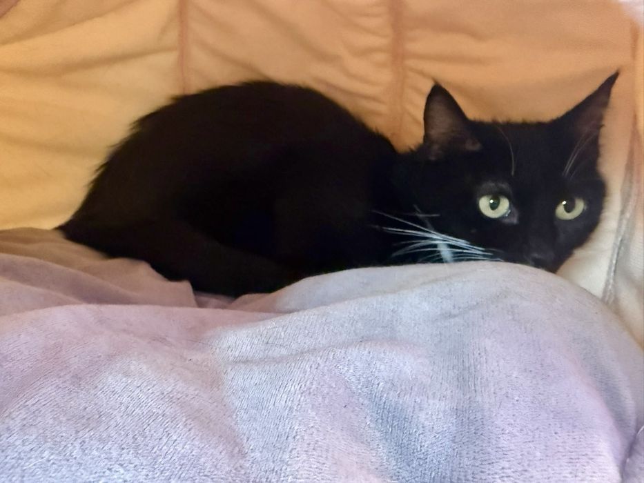 Gata fêmea para adoção responsável