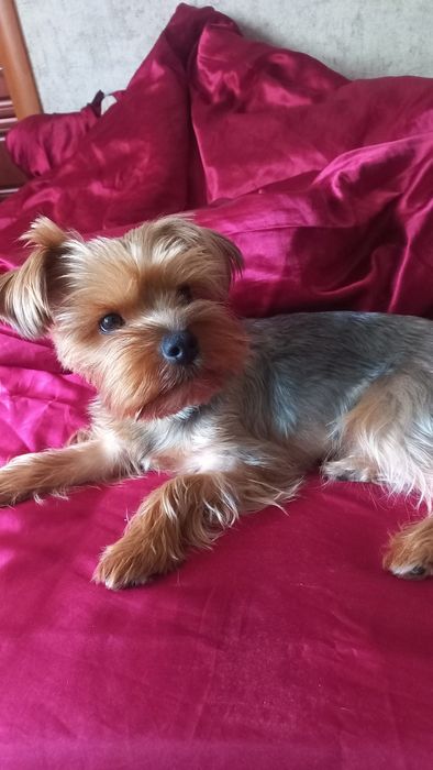 Вязка йорк  хлопчик