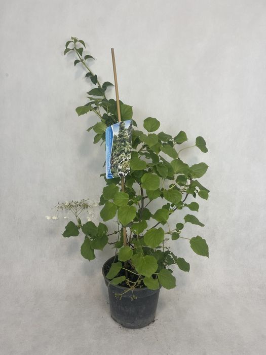 Hortensja pnąca biała kalisz wysyłka