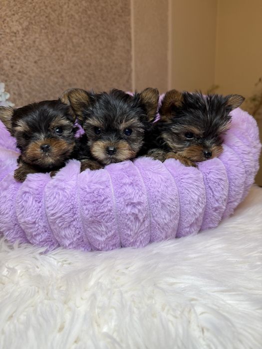 Шикарні супер мініки